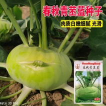 春秋青苤兰种子耐热抗病不易抽苔球茎扁圆甜脆鲜嫩