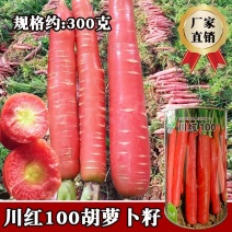 川红100胡萝卜种子肉质细腻口感脆甜香气浓