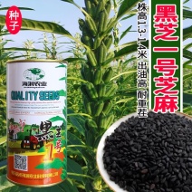 黑芝一号黑芝麻种子籽色泽乌黑光亮抗倒伏