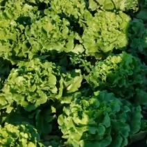 散叶生菜整箱供应云南泡沫箱装生菜生吃现炒口感好生菜