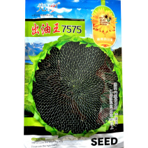 出油王7575油葵种子抗倒大弯头高油耐旱油葵种籽葵花籽高
