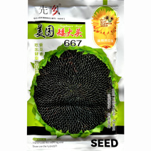 矮大头油葵种子美国矮大头667大盘油葵籽高油高产抗病春秋