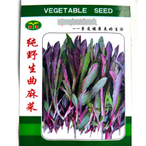 曲麻菜种子紫茎茎叶直立叶绿紫色苦麻菜种子