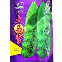 大马掌豆角种子早熟结荚密无筋无柴东北油豆角种子
