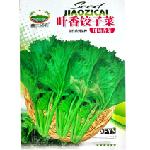 叶香饺子菜种子脆嫩清香可口抽苔晚抗病