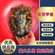 天然河流甲鱼，溪流甲鱼，大河甲鱼，长年有人抓大量有货。