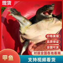 天然大河甲鱼，各种溪流甲鱼。每天都有专业人士抓