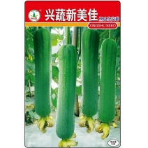 兴蔬新美佳丝瓜种子早熟耐贮运果实圆筒形
