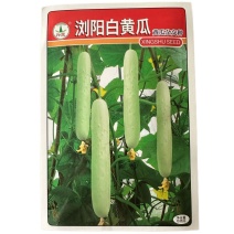 浏阳白黄瓜种子早熟抗病心腔较细果肉厚无瓜把