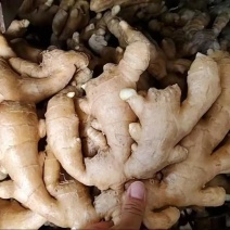 山东姜种产地直发高产姜种（包技术/包回收）专业指导规格齐