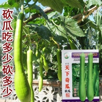 砍瓜种子早熟长圆柱形瓜色翠绿油亮吃多少砍多少
