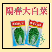 阳春大白菜种子早春中早熟一代杂交春季栽培晚抽苔耐病强结球