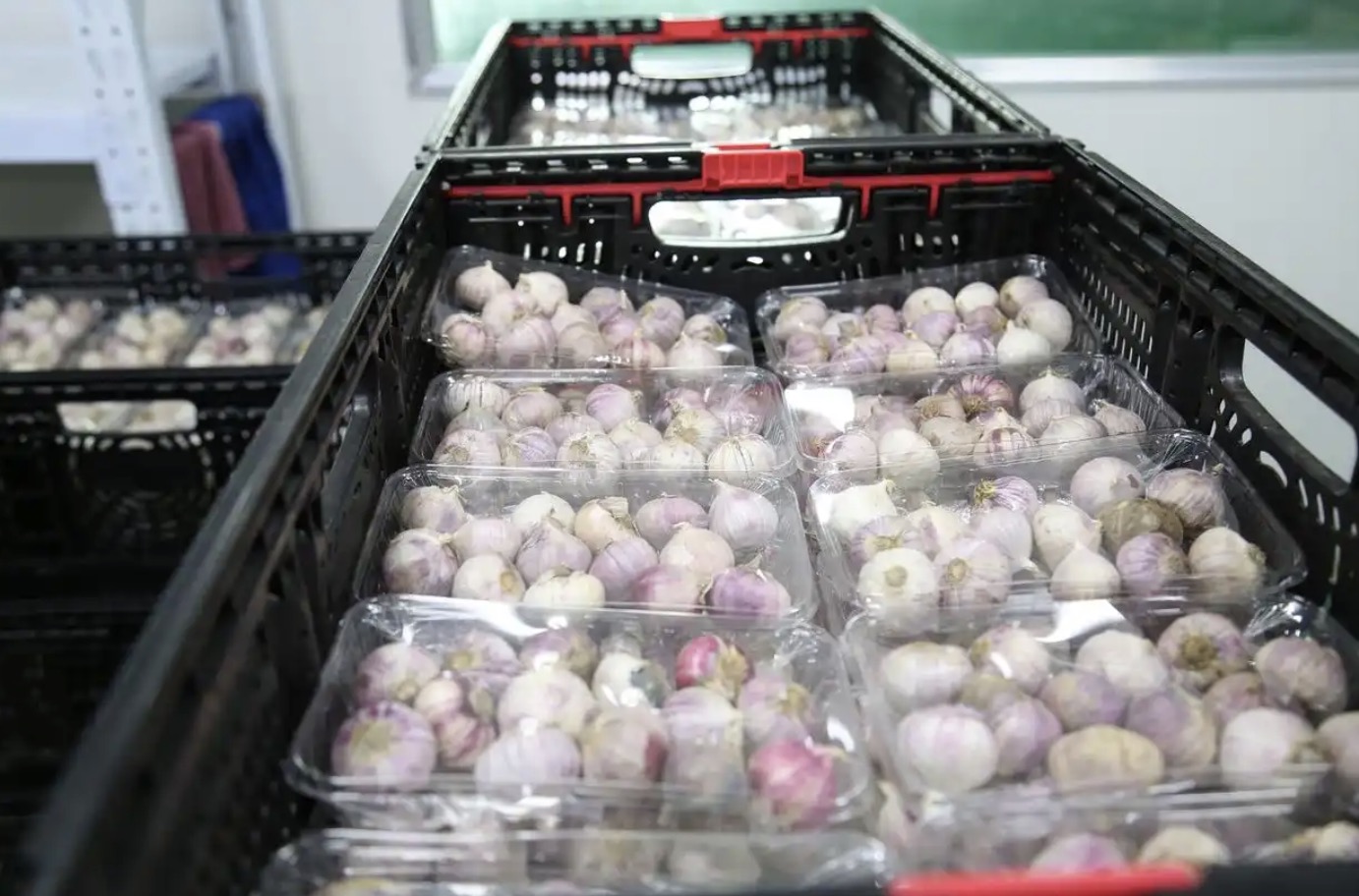 大蒜种植基地与加工厂联动模式示意图