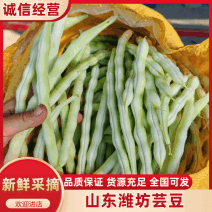 万亩精品潍坊芸豆无丝芸豆大量上市货源充足欢迎选购