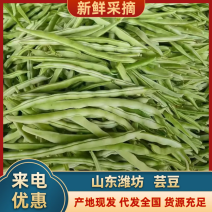 精品芸豆现摘现发产地货质量有保障对接全国批发市场