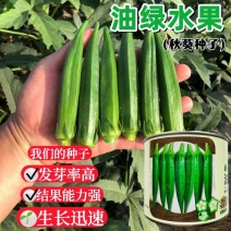 油绿水果秋葵种子早熟节间短果实清甜脆嫩光滑鲜绿