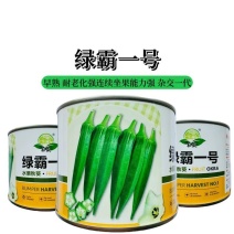 绿霸一号水果秋葵种子早熟耐老化表皮光滑深绿有亮度