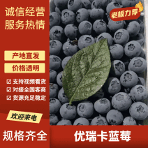 山东优选蓝莓优瑞卡L25，L11，H5精挑细选量大从优