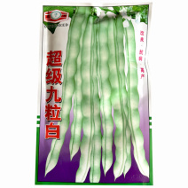 超级九粒白芸豆种子早熟开白花老来少春秋四季种植