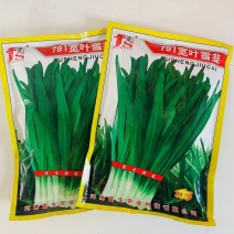 791宽叶雪韭种子叶色绿厚口感辛香味浓不休眠抗寒
