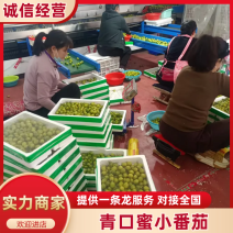 青甜二号小番茄糖珀琥青口蜜小番茄硬度好糖度高现摘现发