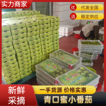 青田小番茄青田二号糖珀琥地量大口感好糖度高