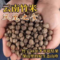 竹米凤凰米竹米凤凰米竹米凤凰米竹米凤凰米竹米凤凰米