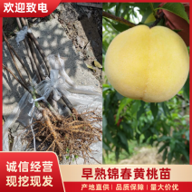 早熟锦春黄桃苗基地直发提供技术指导量大优惠