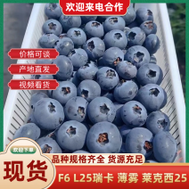 蓝莓莱克西F6L25绿宝石瑞卡薄雾蓝莓品种齐全