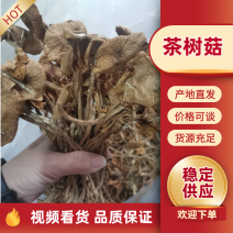 茶树菇古田特产干货茶树菇开伞不开伞茶新菇批发工厂酒店**
