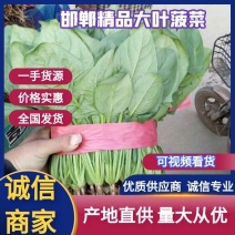 邯郸大叶菠菜专业代收一条龙按需配货货源足品质稳定