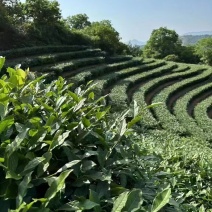 铁观音茶叶正味兰花香特级铁观音茶叶礼盒装500g包邮