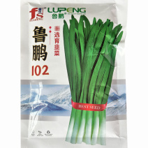 韭菜种子鲁鹏102黑苗250g休眠期短宽叶抗寒抗病品种