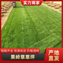 草坪草精品百幕大混播果岭草基地直发小区庭院工程绿化