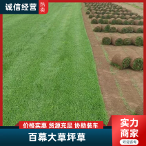百慕大草坪大量供应中销往全国欢迎来电咨询视频看货