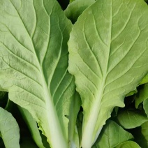 【快菜】曹县小白菜上海青一手货源量大从优