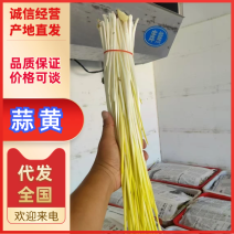 精品蒜黄遵化精品蒜黄欢迎各位老板前，来选购