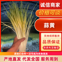 遵化蒜黄，唐山蒜黄，精品蒜黄，品质保证，价格优惠