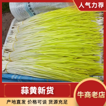 遵化蒜黄，唐山蒜黄，精品蒜黄