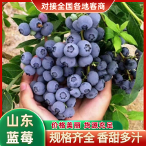 精品蓝莓大量供货品质保证对接全国现摘现发欢迎来电