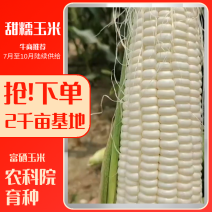 北京鲜玉米甜糯玉米预售2千亩种植基地供给对接全国