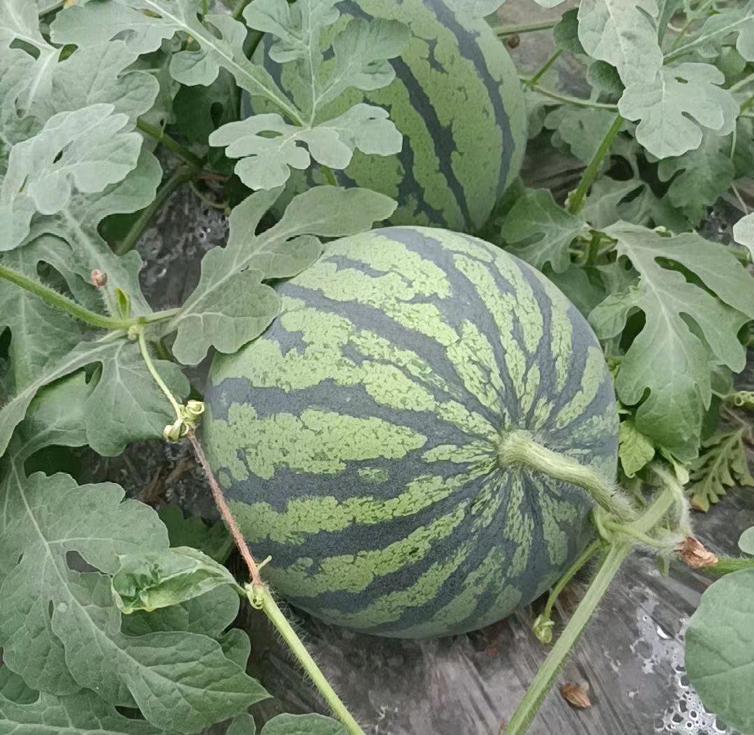 麒麟西瓜底部细节图