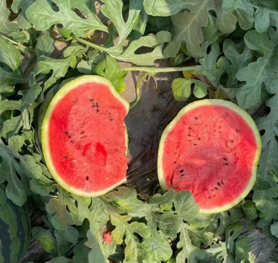 麒麟西瓜切开特写