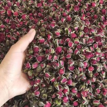 金边玫瑰金边玫瑰花云南金边玫瑰花