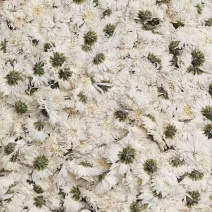 白菊白菊花白菊干花批发