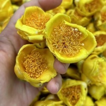 金桂花金茶花金花茶批发