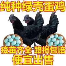 五黑鸡苗纯种五黑绿壳蛋鸡苗厂家直供包打疫苗包成活