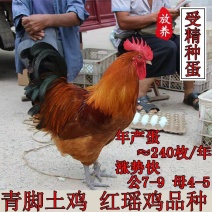红瑶土鸡苗正宗大种青脚红瑶土鸡苗品质保证提供养殖技术