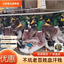 青头鸭苗大种青头鸭苗厂家批发诚信经营包打疫苗远程技术指导