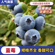 山东精品蓝莓L25L11瑞卡产地直发价格实惠全国发
